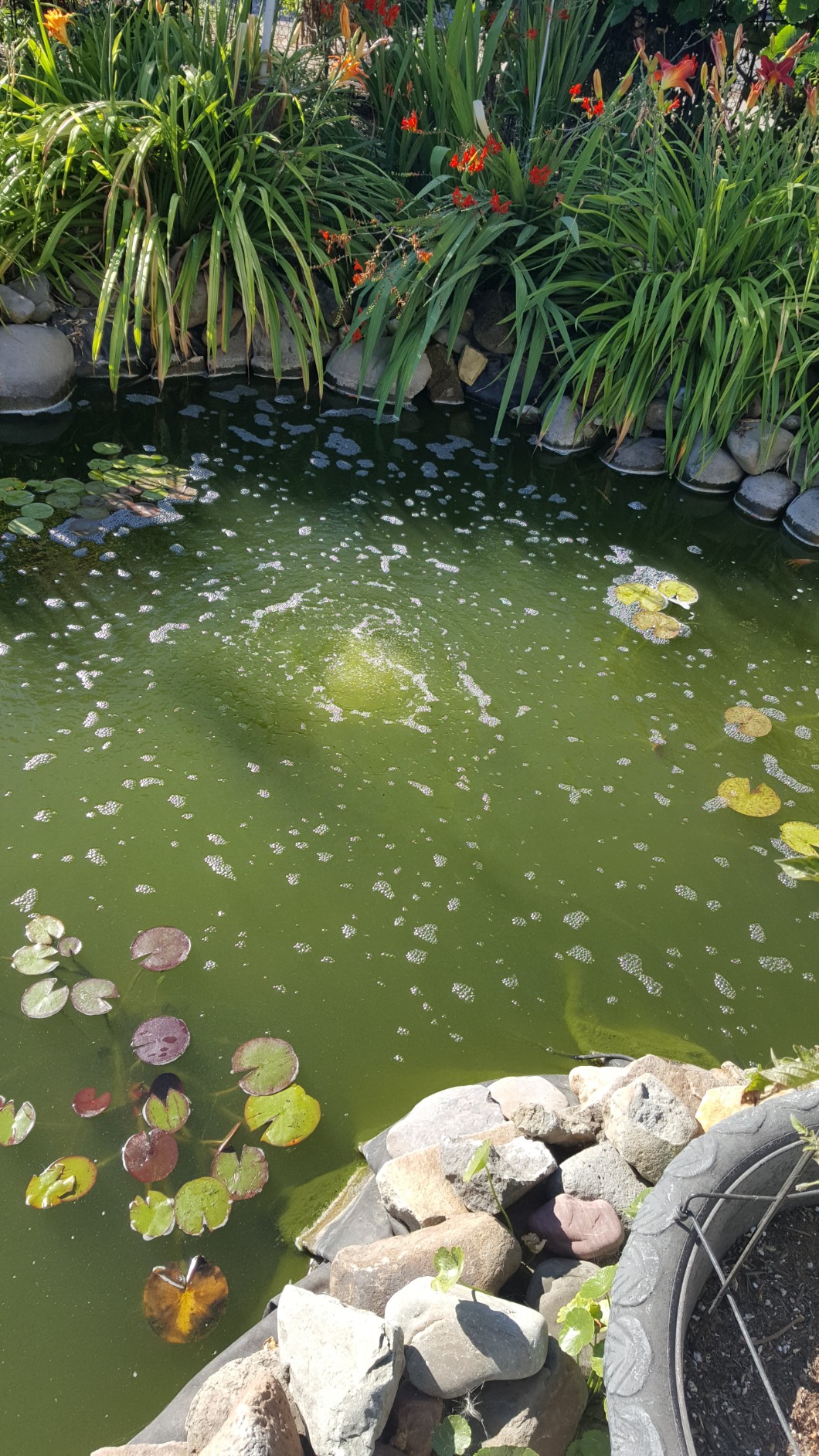 CrystalClear KoiAir 1 Complete Pond Aeration Kit for Koi & Fish Ponds | Water Garden Oxygenation Bubbler System adds oxygen with Outdoor Compressor Pump, Air Line & 1 Submersible Diffuser Stick customer photo 1