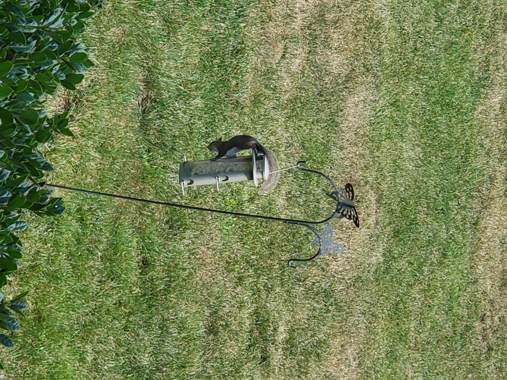 More Birds X-1 Squirrel-Proof Bird Feeder with 4.2-Pound Bird Seed Capacity and Four Feeding Ports customer photo 2