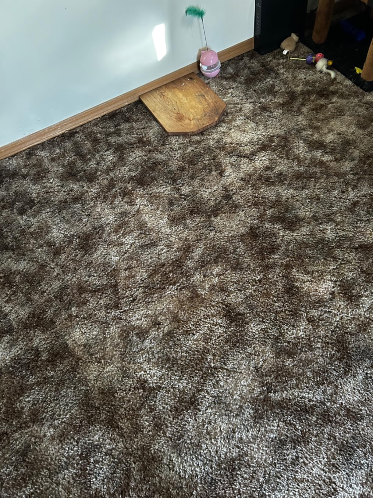 Shark Navigator Lift-Away Vacuum, HEPA, Carpet and Pet Hair, Blue, NV360 customer photo 2