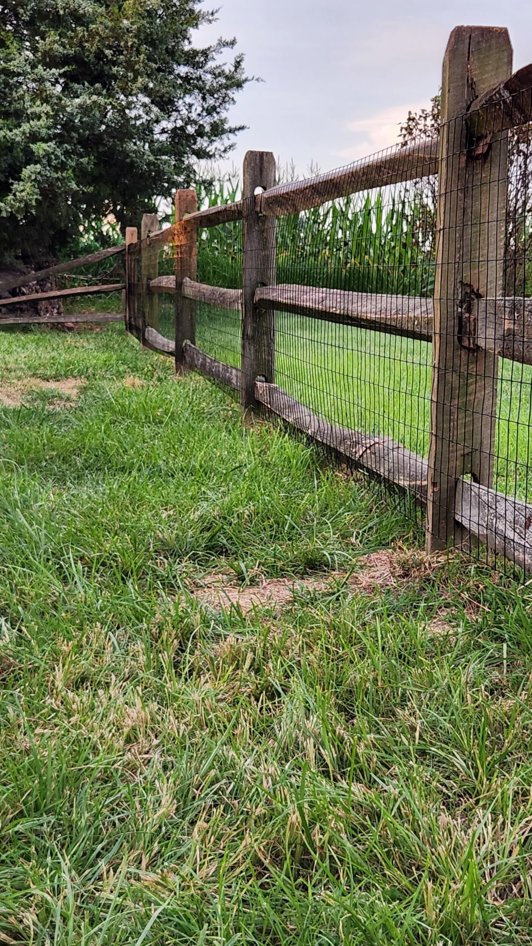 16GA Galvanized 36in x 25ft-3in x 2in Welded Wire Mesh Garden Economy Fence customer photo 1