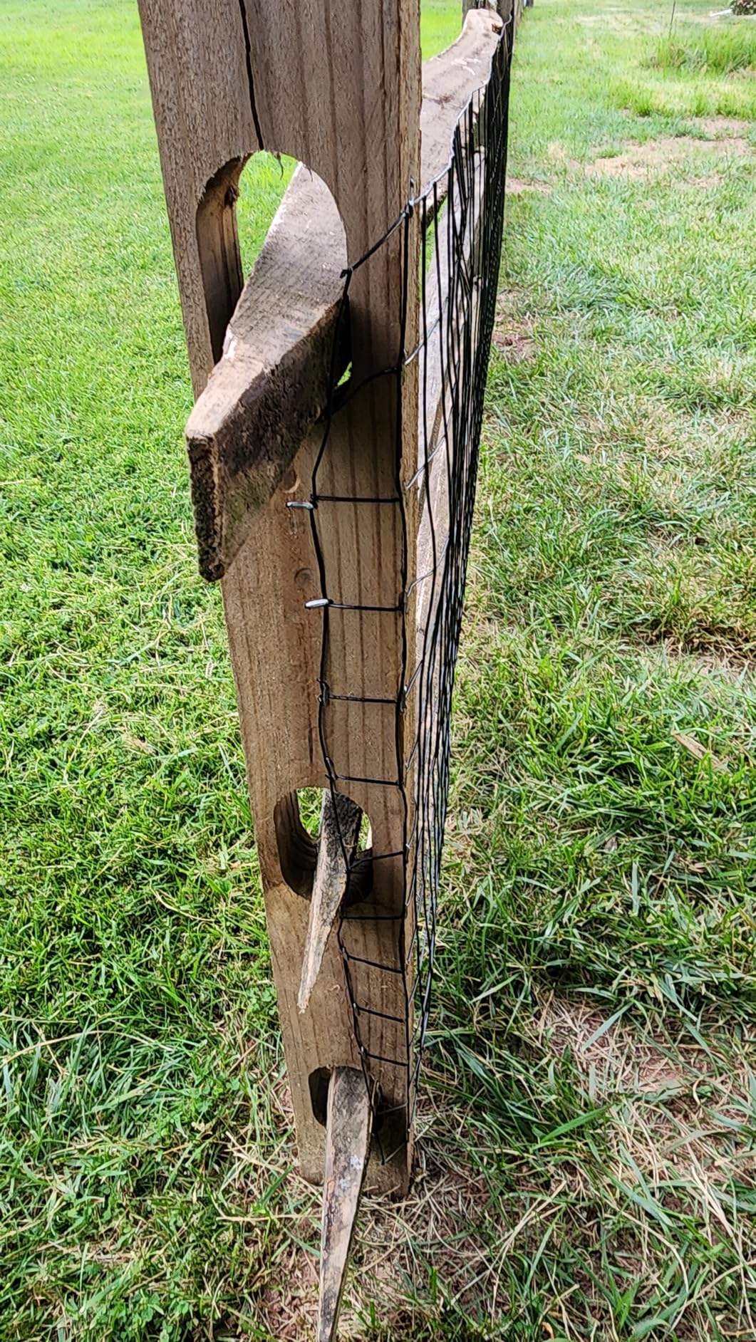 16GA Galvanized 36in x 25ft-3in x 2in Welded Wire Mesh Garden Economy Fence customer photo 2