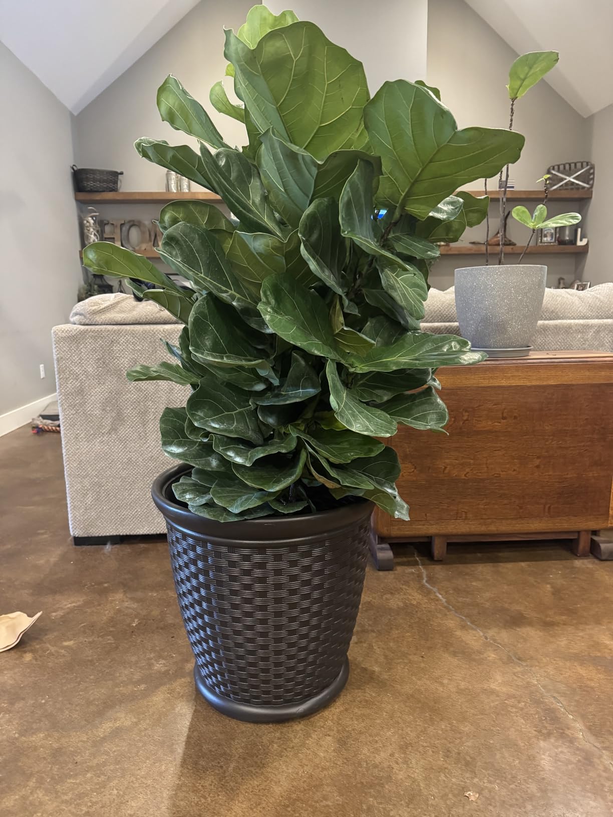 Suncast Sonora 22 Inch Plastic Wicker Indoor or Outdoor Decorative Garden Flower Planter for Entryways, Porch, and Backyard Patios, Dark Brown customer photo 1