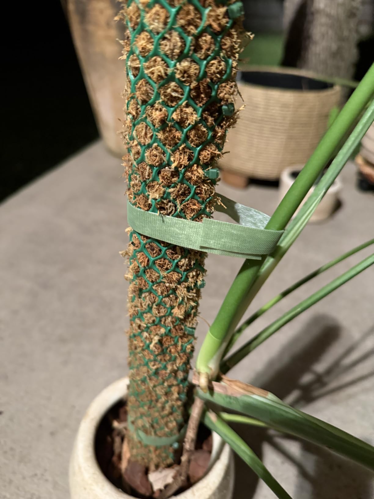VELCRO Brand VEL-30071-USA ONE-WRAP Garden Ties | Plant Supports for Effective Growing | Strong Grips are Reusable and Adjustable | Cut-to-Length, 50 ft x 1/2 in, Green-Recycled Plastic customer photo 1
