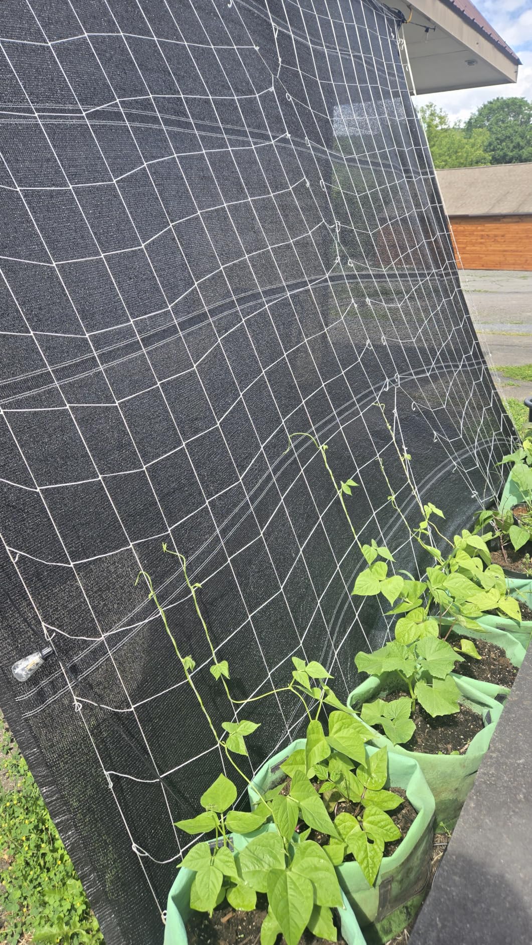 Trellis Netting, CANAGROW Heavy-Duty Garden Plant Trellis Netting for Climbing Plants, Outdoor Indoor Grow Net for Beans Tomatoes Peas Pumpkin Flowers, 6x30ft, 1 Pack customer photo 1