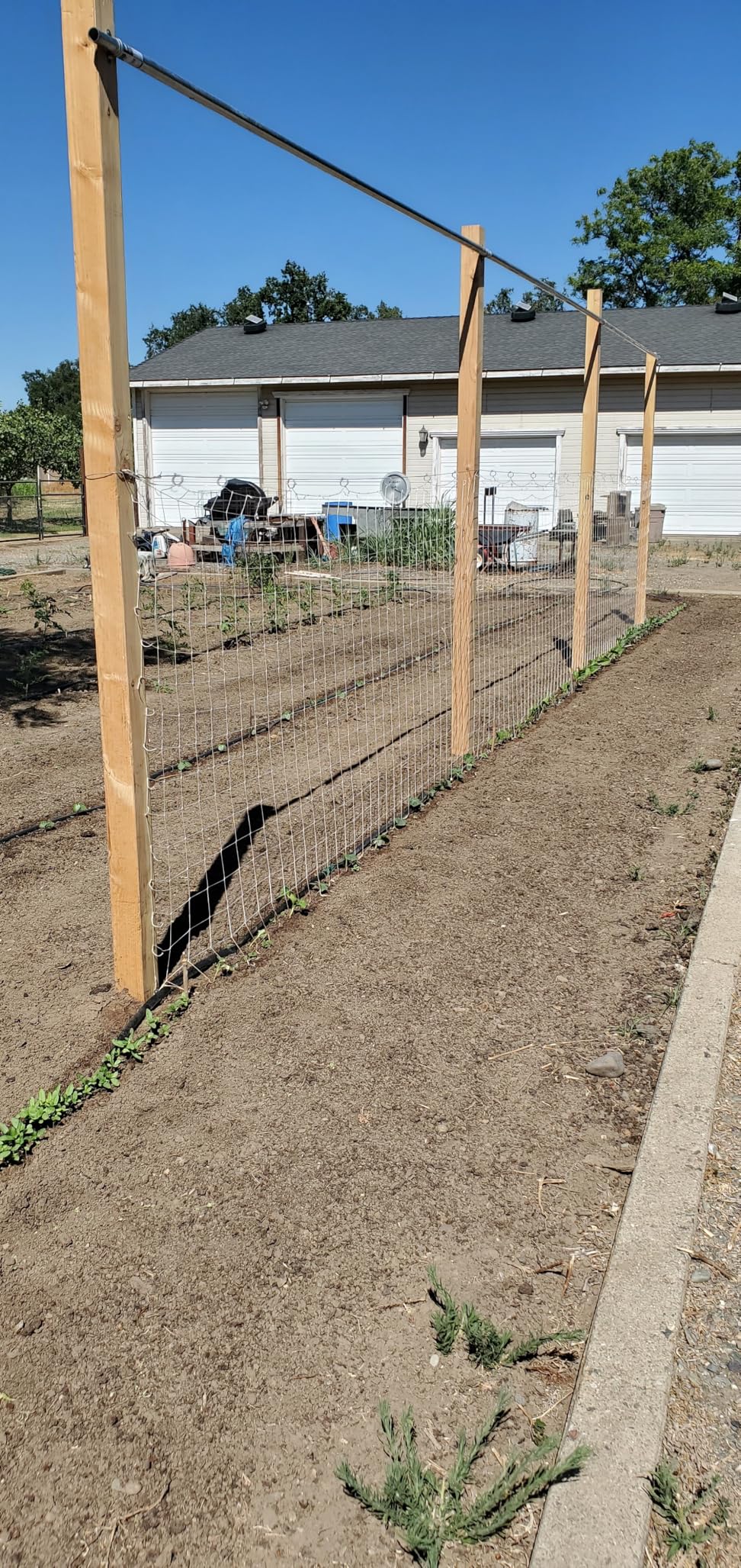 Trellis Netting, CANAGROW Heavy-Duty Garden Plant Trellis Netting for Climbing Plants, Outdoor Indoor Grow Net for Beans Tomatoes Peas Pumpkin Flowers, 6x30ft, 1 Pack customer photo 2