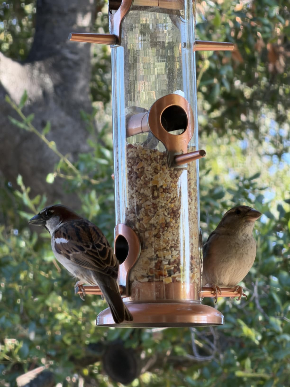 Bird Feeders for Outdoors 15 Inch 6 Ports Chew-Resistant, Brushed Copper, Metal, Durable Outdoors, Flip-top Easy Refill & Clean, Suits Mixed Seeds customer photo 2