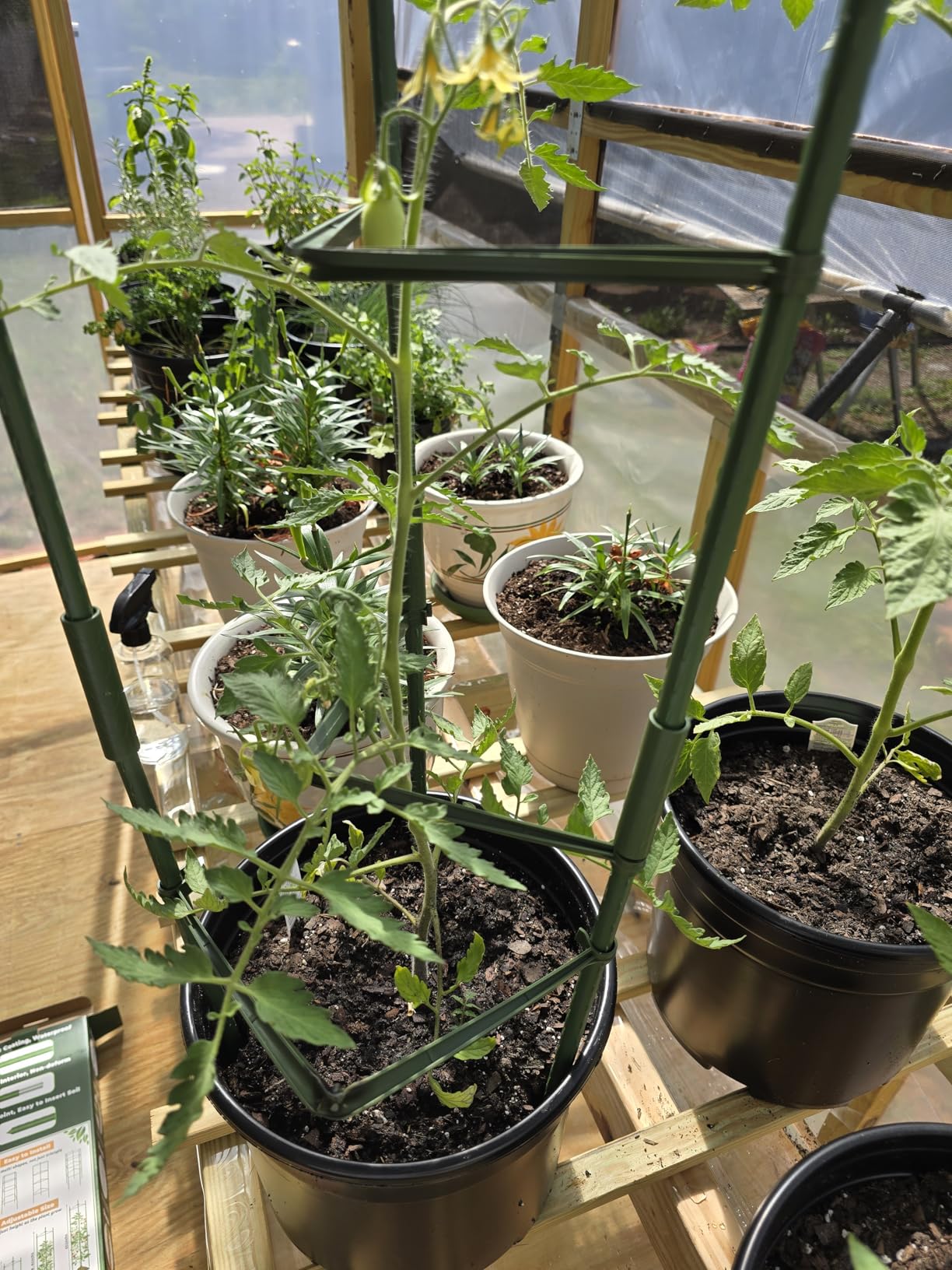 Legigo 6-Pack Tomato Cage for Garden Plant Support- Up to 48inch Garden Stakes Tomato Cage, Tomato Trellis for Potted Plants, Tomato Cages Plant Stakes for Climbing Vegetables Plants Flowers customer photo 2