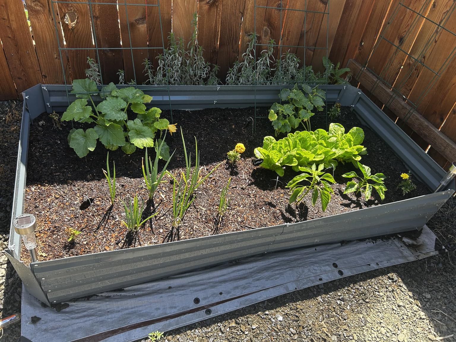 Foldable Cucumber Trellis 48