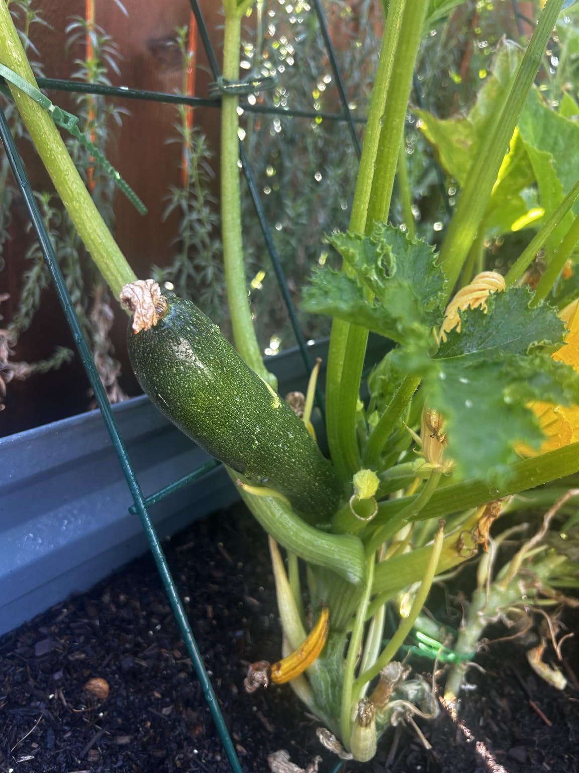 Foldable Cucumber Trellis 48