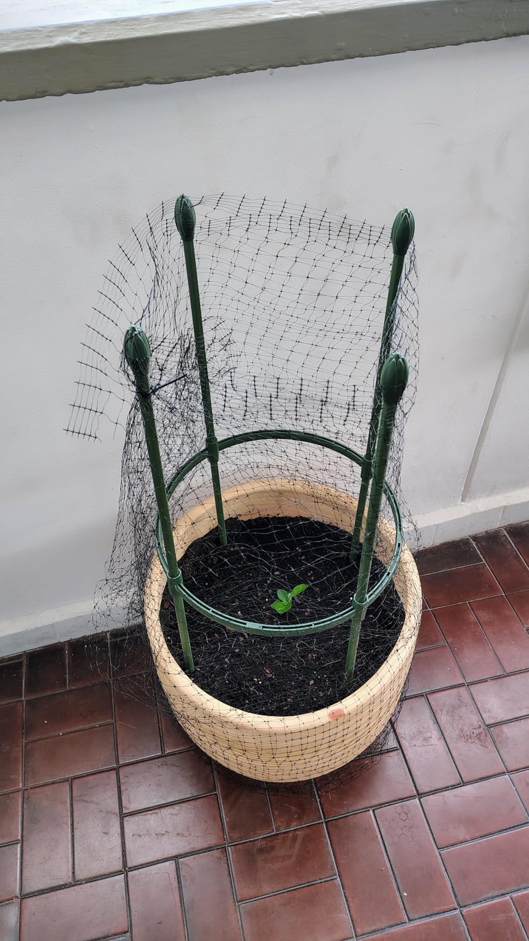 Round Heavy Duty Tomato Cage - 55 Inch Steel Core Plastic Coated Garden Trellis, 4-Post Rustproof Plant Support for Tomato/Cucumber/Beans, No Tools Snap Assembly, Spare Parts Available customer photo 1
