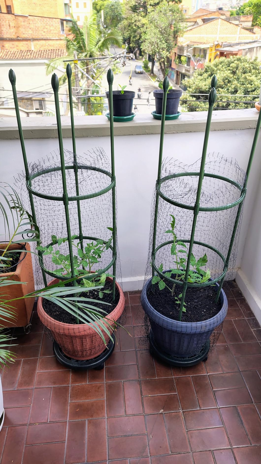 Round Heavy Duty Tomato Cage - 55 Inch Steel Core Plastic Coated Garden Trellis, 4-Post Rustproof Plant Support for Tomato/Cucumber/Beans, No Tools Snap Assembly, Spare Parts Available customer photo 2