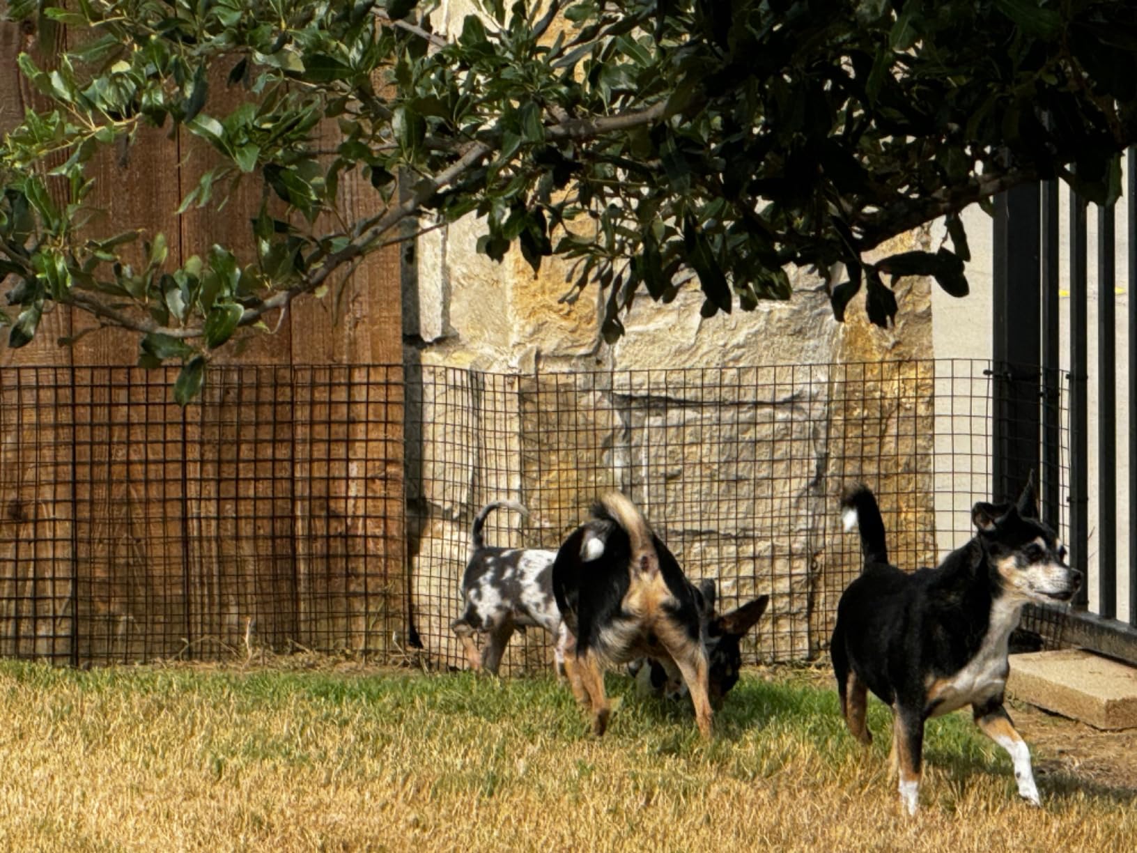16GA Galvanized 16in x 25ft-1in x 1in Welded Wire Mesh Garden Economy Fence customer photo 1