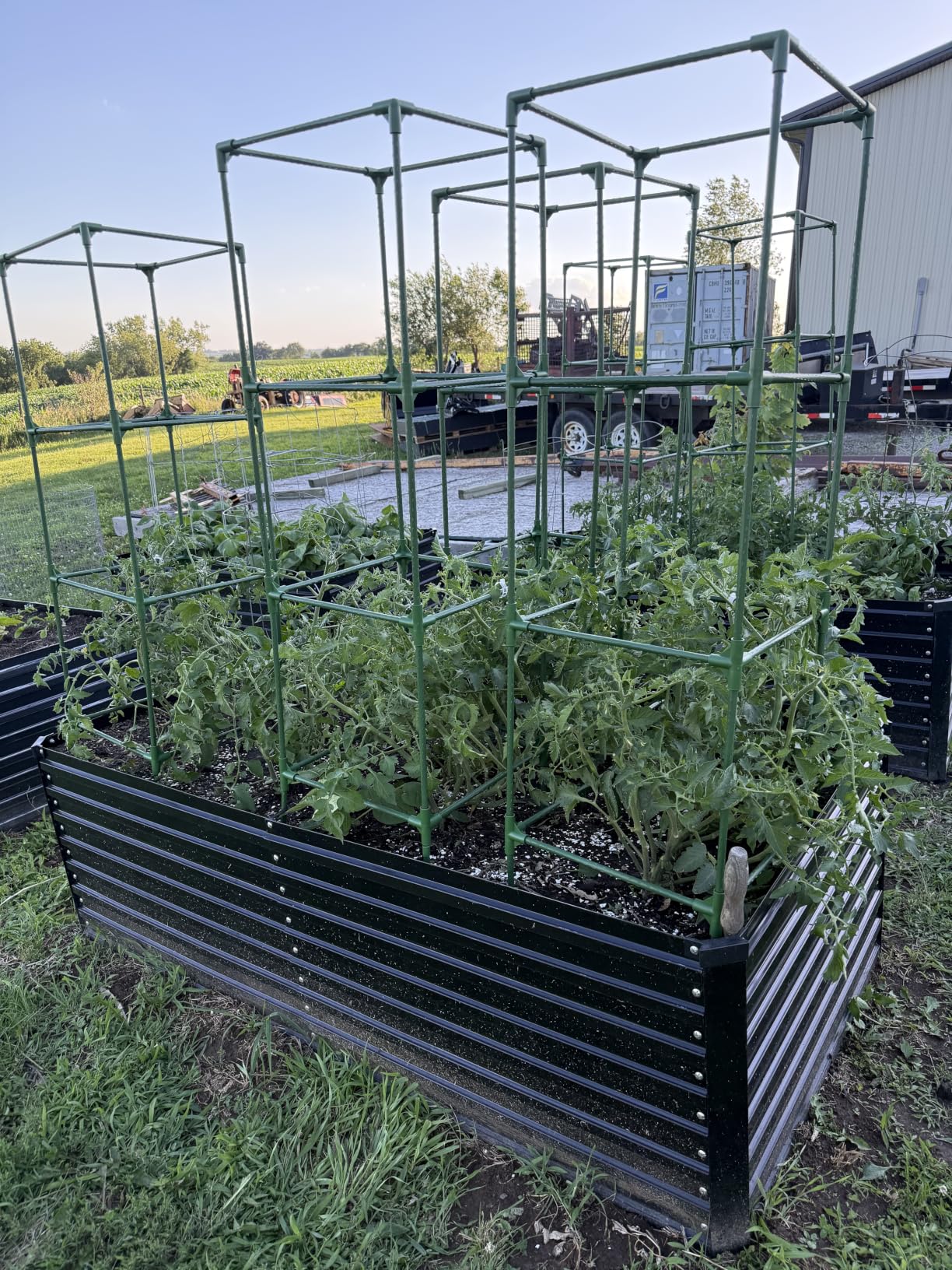 Square Tomato Cage - Large Trellis Stakes and Plant Support Structures for Vegetables and Climbing Plants - Tall Tomato Cages for Garden, Pots, Raised Garden Bed Outdoor Supplies (3 Pack - Up to 41