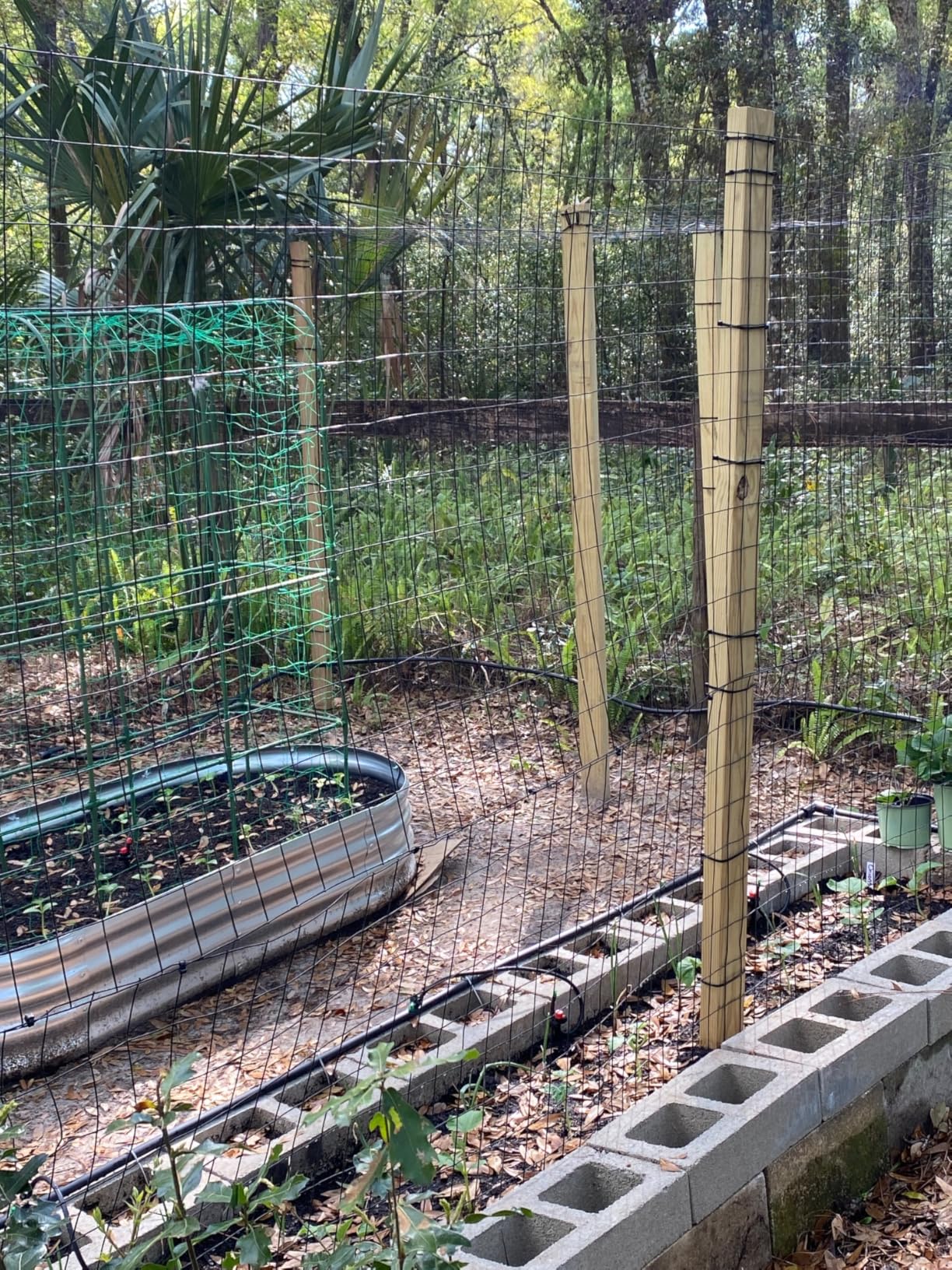 4'× 50' Welded Wire Mesh, Galvanized Chicken Wire Fencing 2'' x 4'' 15GA, Garden Decorative Fence for Chicken Coop Barrier, Rabbit Snake Fences, Poultry Enclosures customer photo 1