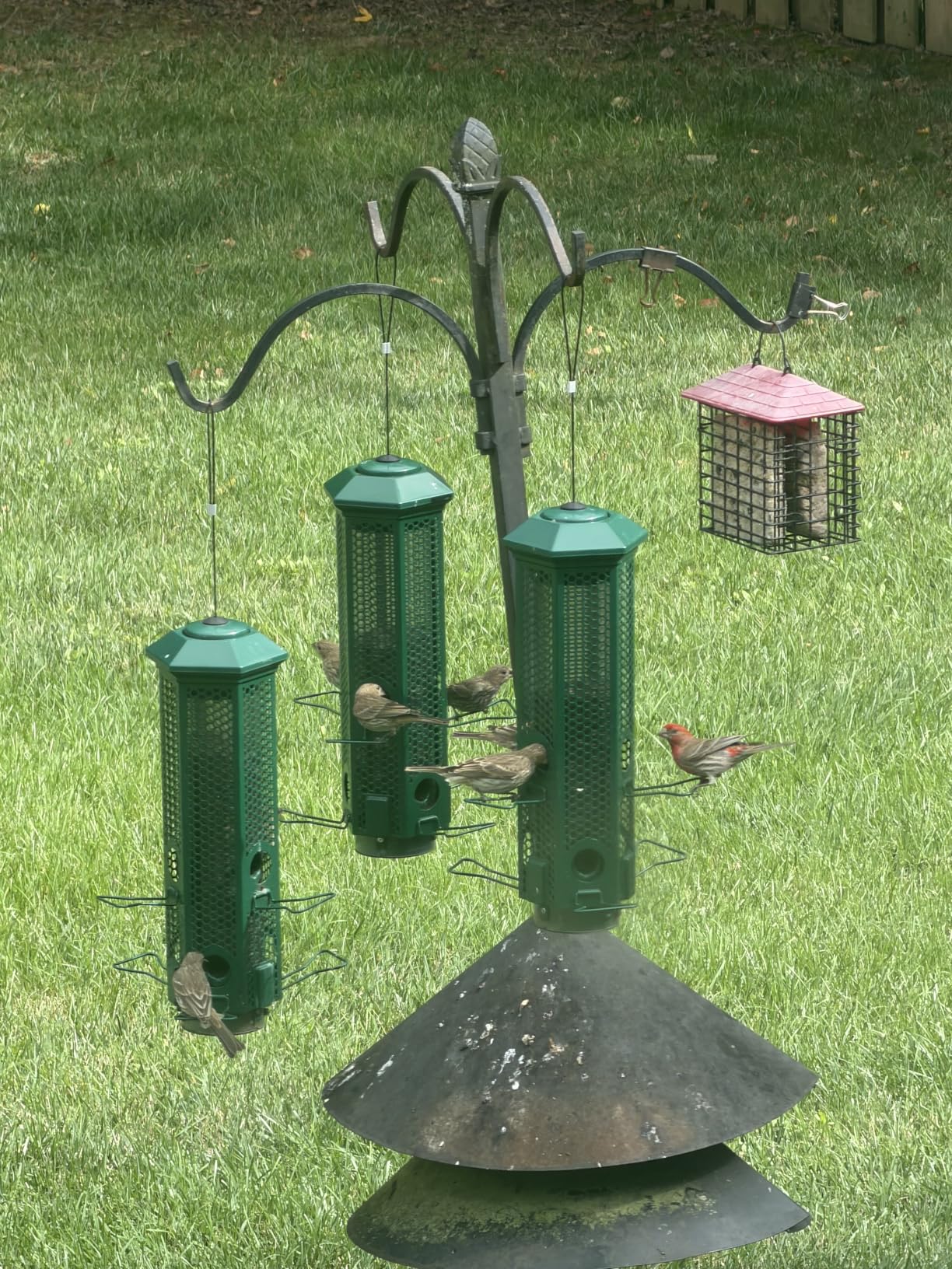 Squirrel Proof Bird Feeders with Removable Base, Metal Wild Bird Feeder for Outdoors Hanging, 6 Weight-Activated Ports Perches, 3LB Seed Capacity (Green) customer photo 1