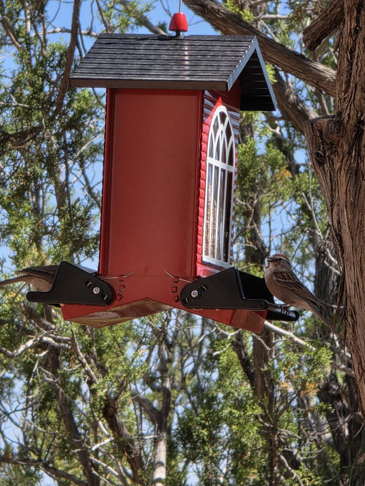Gbekery Squirrel Proof Bird Feeder for Outdoors, 5LB Large Capacity, Metal Wild Bird Seed Feeder with Bilateral Weight-Activated Perches for Outside Hanging customer photo 2
