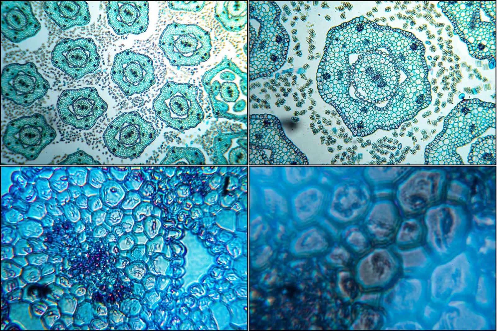 AmScope T490B Compound Trinocular Microscope, 2000X Magnification customer photo 2