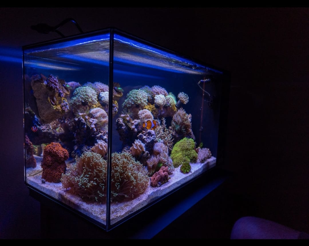 Fluval Evo XII Saltwater Aquarium Kit, 13.5 Gal. | Saltwater Fish Tank with Reef-Capable LED, Efficient 3-Stage Filtration and Seamlessly Integrated Hardware customer photo 1