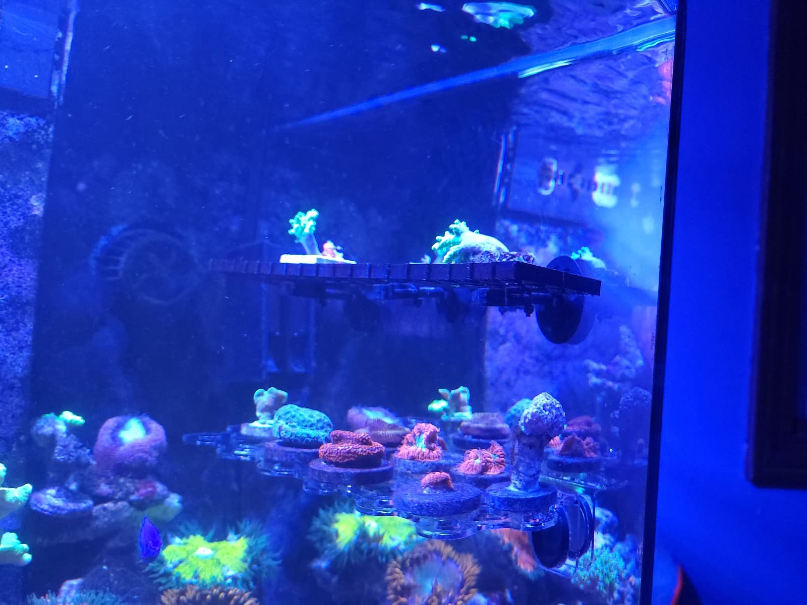 Magnetic Coral Frag Rack Strongest N52 Magnets Holds up to 41 Plugs (Large Max) customer photo 1
