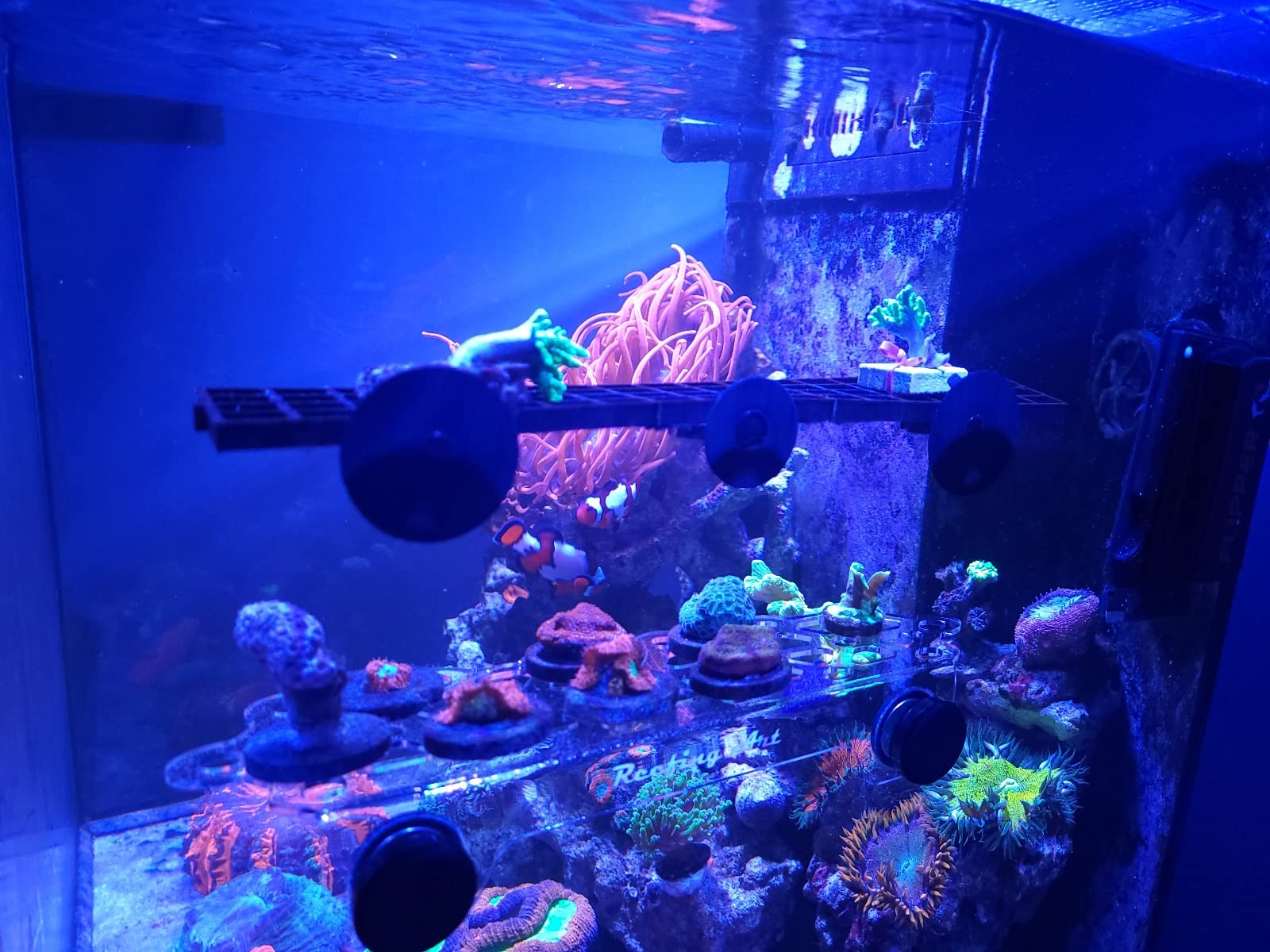 Magnetic Coral Frag Rack Strongest N52 Magnets Holds up to 41 Plugs (Large Max) customer photo 2