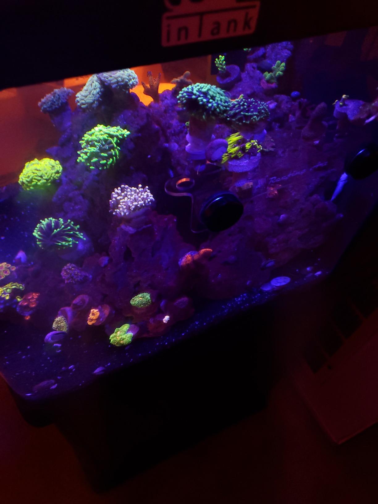 Magnetic Coral Frag Rack Strongest N52 Magnets Holds up to 41 Plugs (Medium Slim) customer photo 1