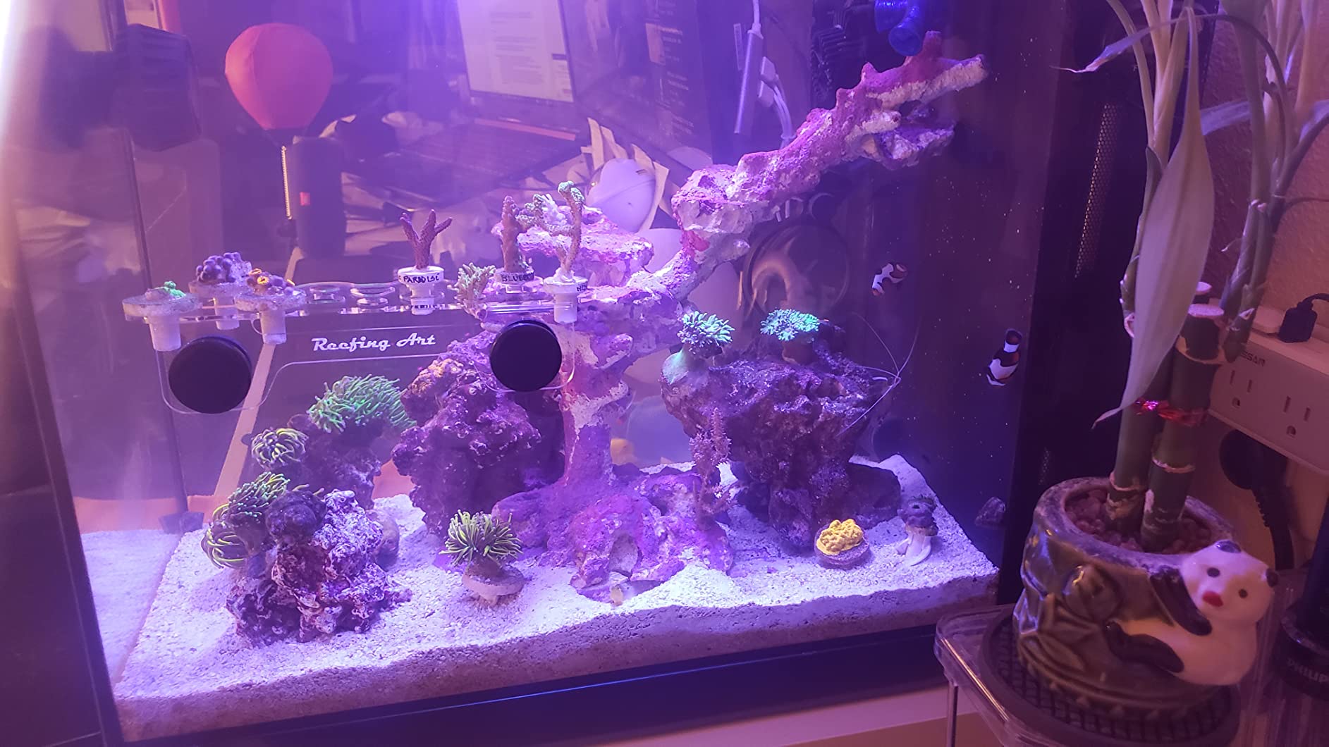 Magnetic Coral Frag Rack Strongest N52 Magnets Holds up to 41 Plugs (Medium Slim) customer photo 2