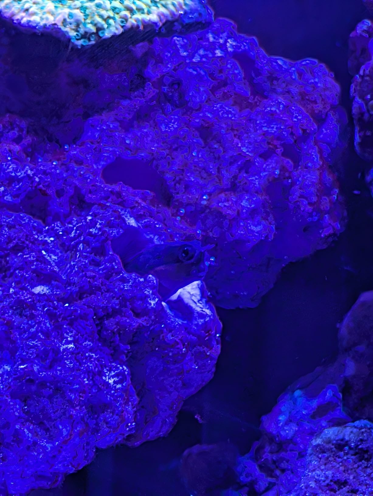 Magnetic Reef Coral Frag Rack Floating Rock Strong N52 Magnets for 1/2