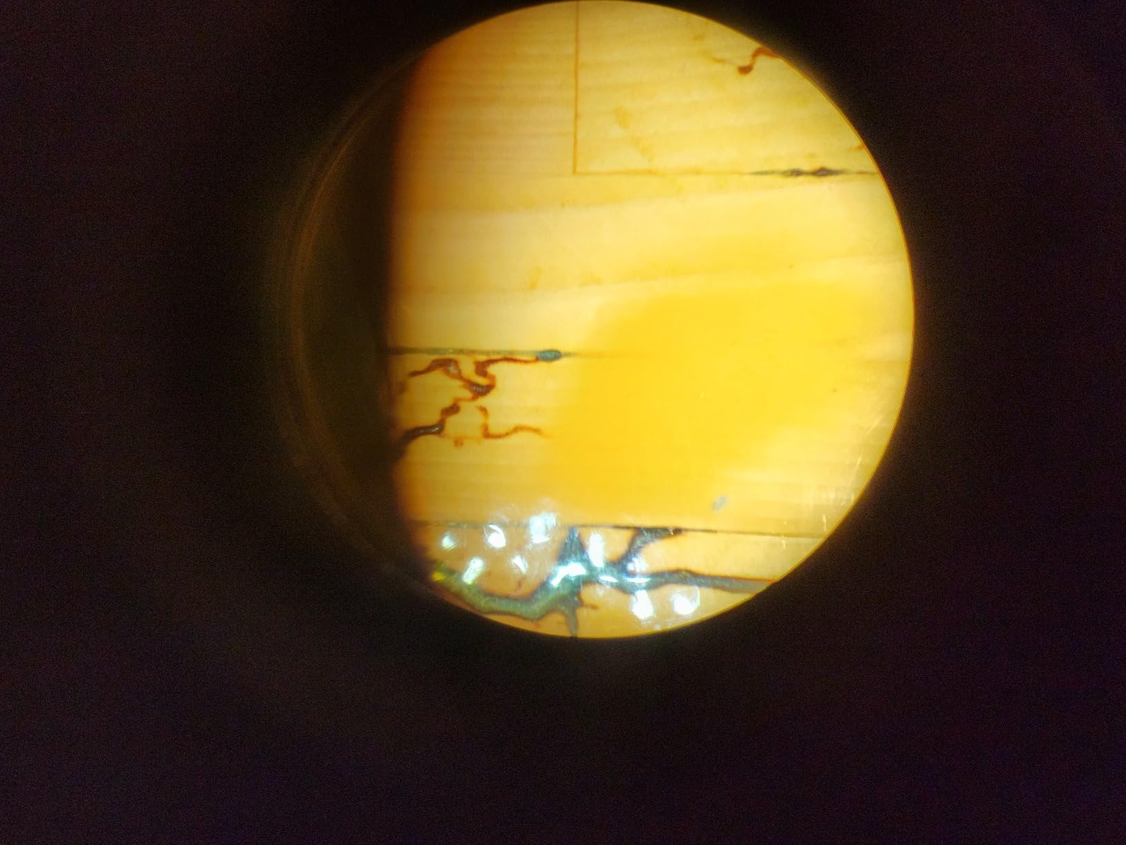 DZQ ZQ-1 Multi-Directional Microscope 7X-45X Magnification 0.5X Barlow Lens | 0.7X-4.5X Zoom Objective, Includes Multi-Directional Spring Bracket,60-Led Ring Light customer photo 1