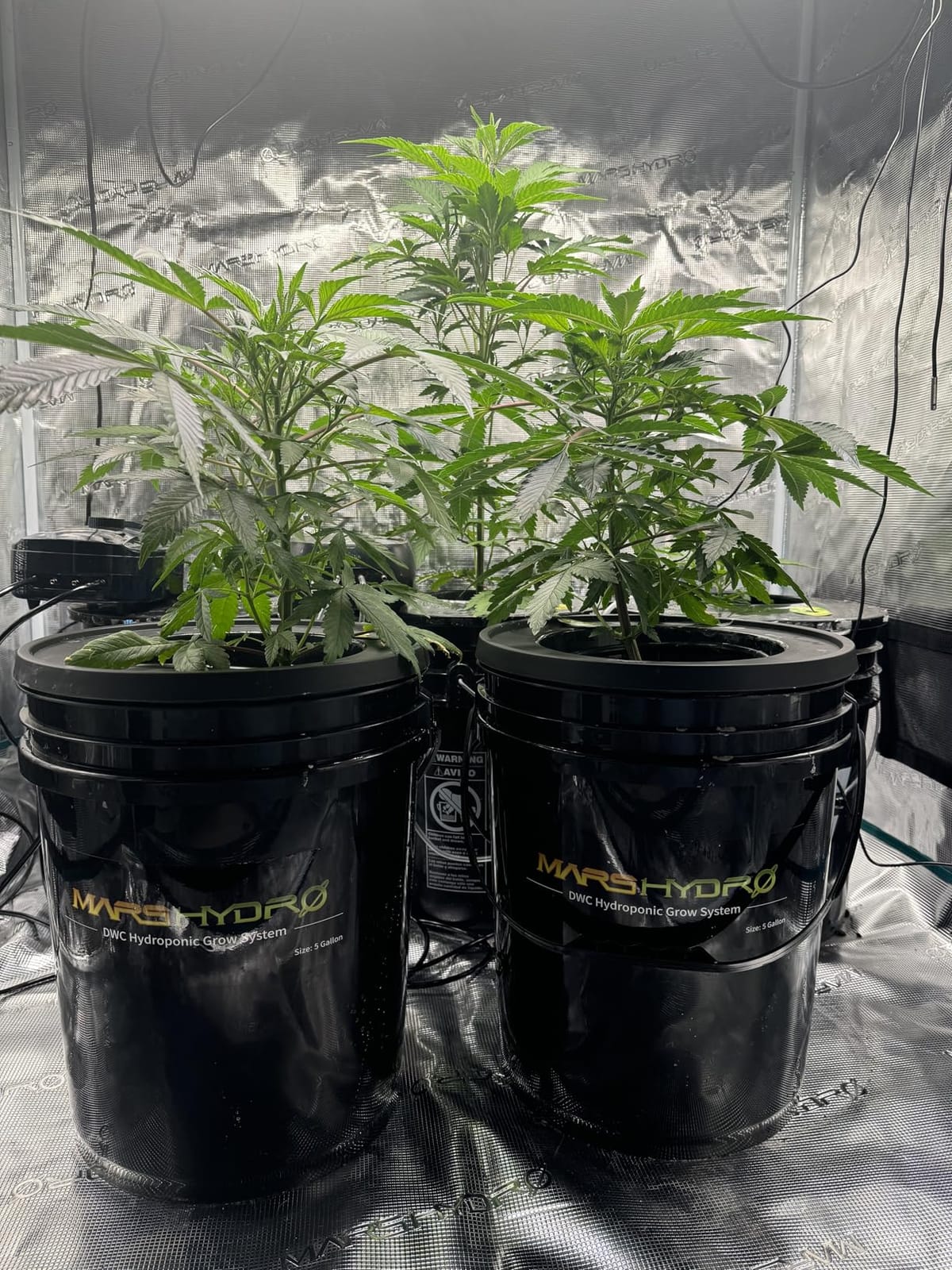 Mars Hydro DWC Hydroponics Grow System 5 Gallon Deep Water Culture with 8W Air Pump, Multi-Purpose Air Hose, Air Stone, 2 Buckets and Top Drip Kit customer photo 2