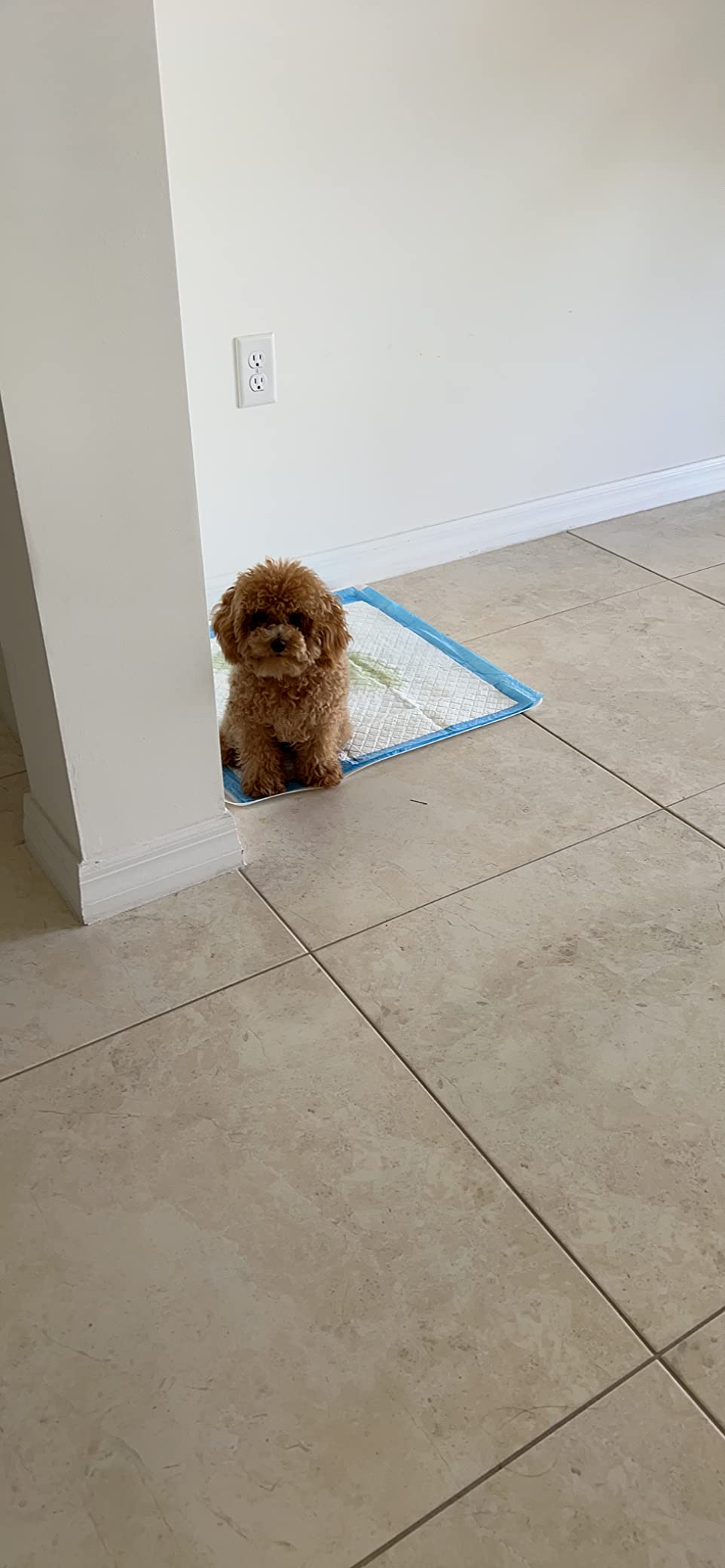 Four Paws Wee-Wee Superior Performance Unscented Puppy Pee Pads for Dogs & Puppies, Quilted Leak-Proof Dog Housebreaking Potty Training Floor Protection, Pet Supplies, 22