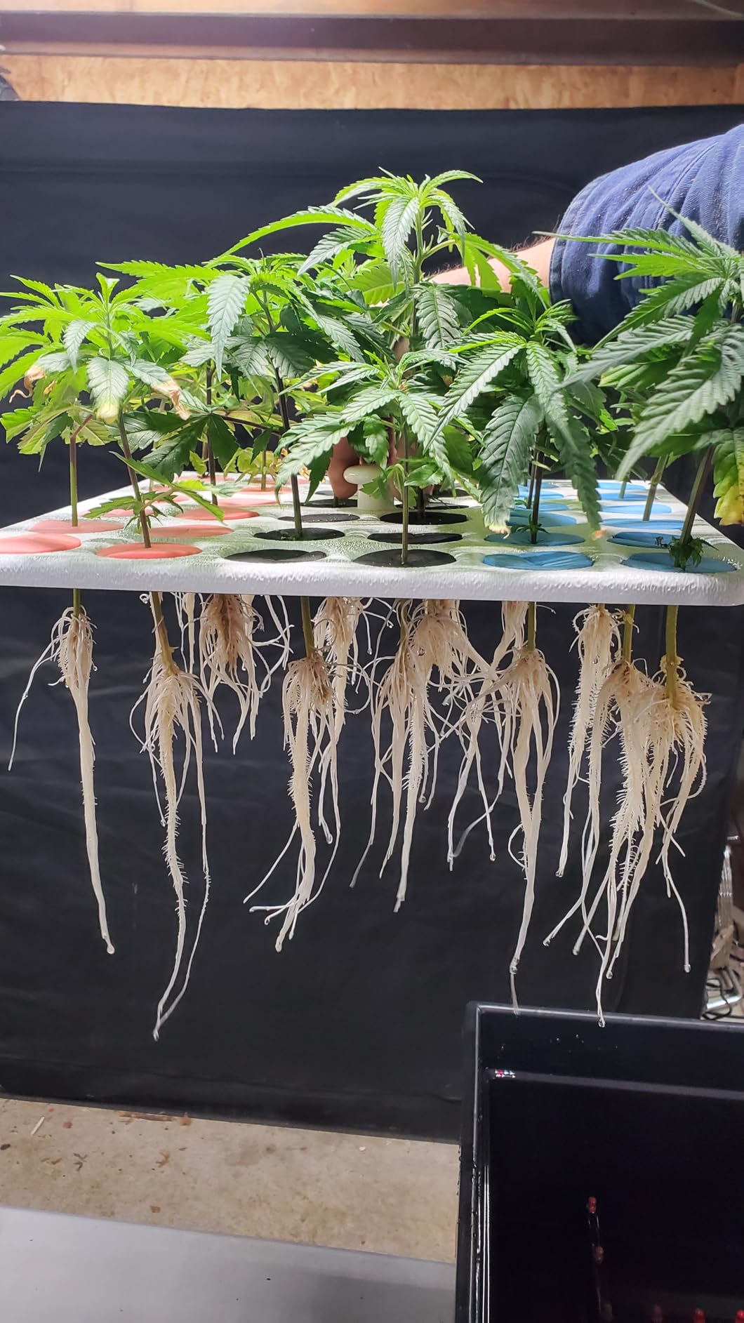 36 Site Aeroponic Cloning Machine. Expect 100% Success Rates! customer photo 1