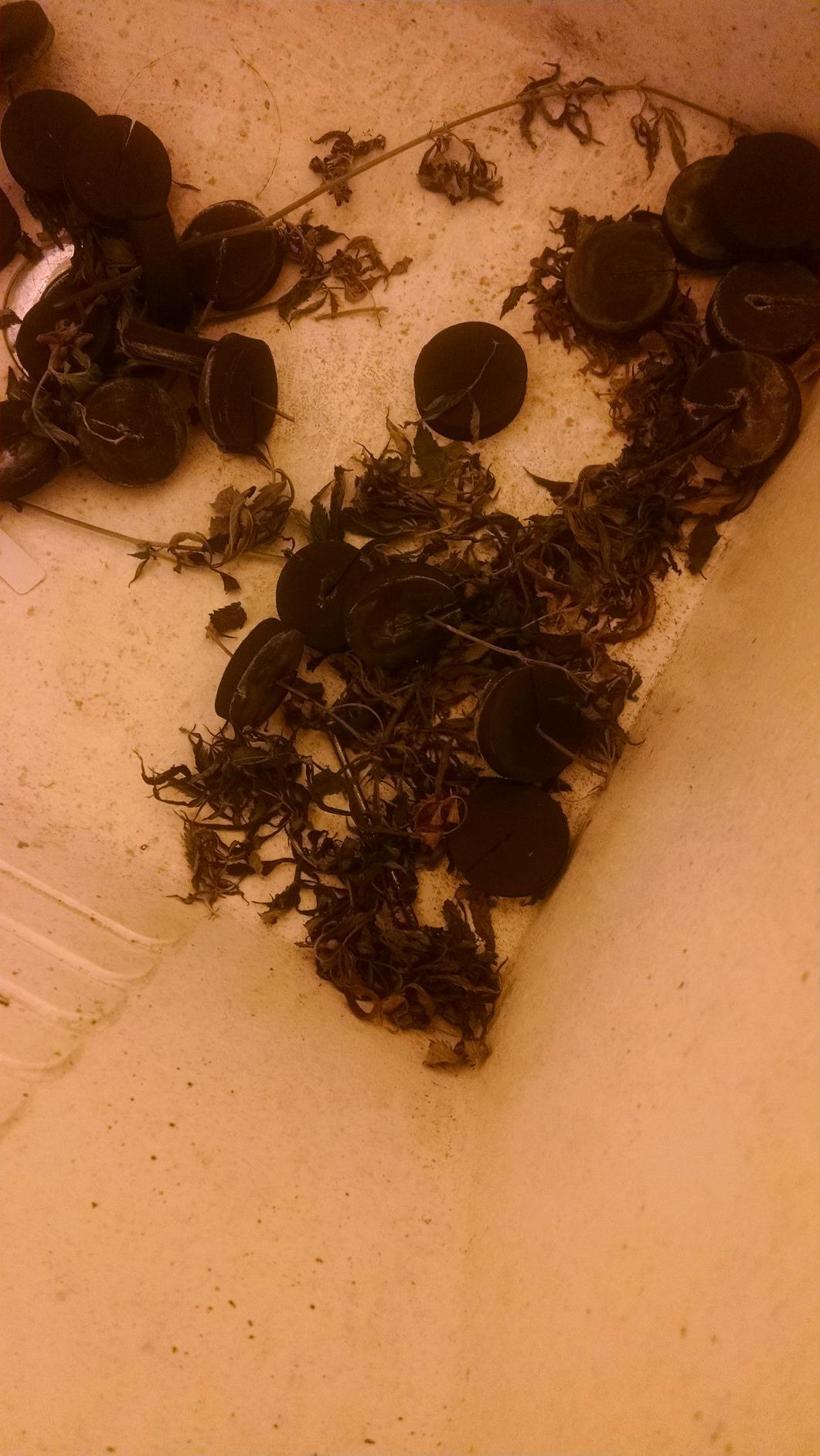 36 Site Aeroponic Cloning Machine. Expect 100% Success Rates! customer photo 2