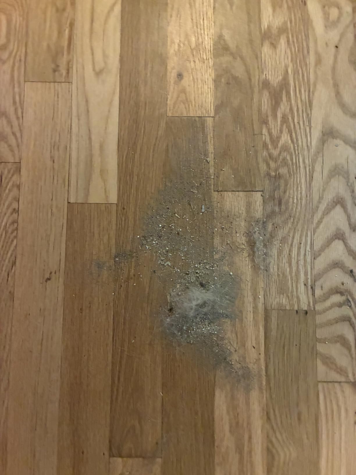 Shark Rocket Pet Plus Corded Stick Vacuum, XL Cup, Bordeaux/Silver, HV322 customer photo 2