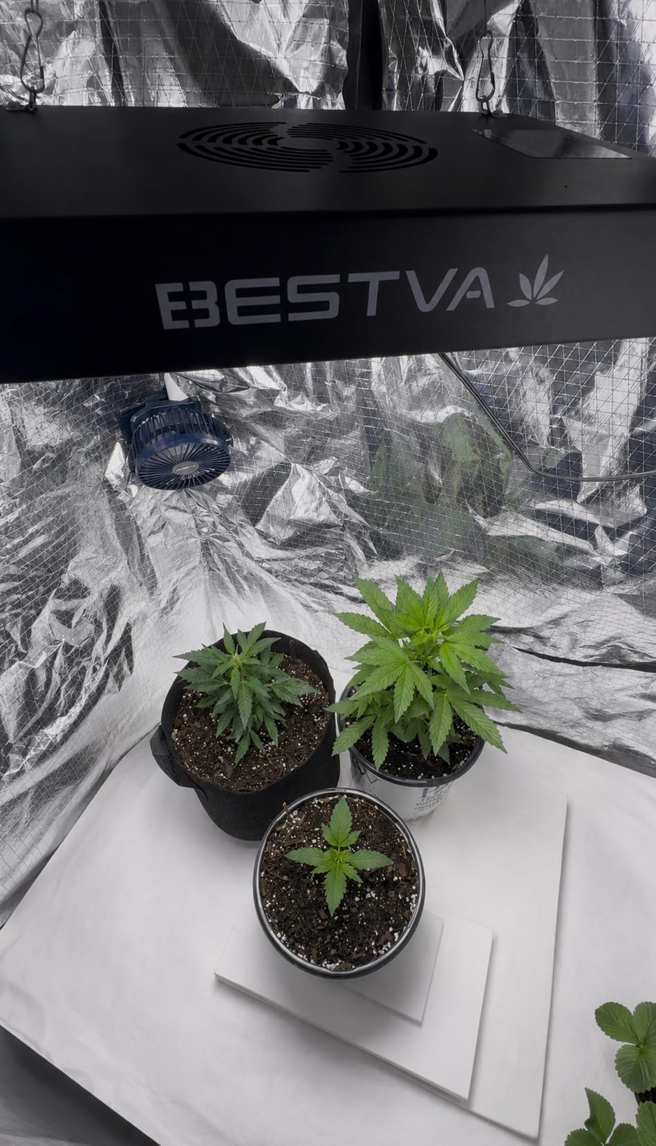 BESTVA DC1000 Grow Light for Indoor Plants, Full Spectrum LED Plant Light customer photo 1