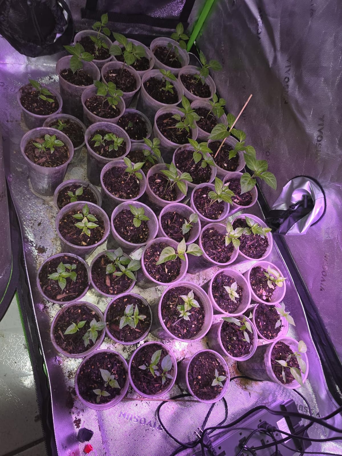 VIVOSUN S425 2x4 Grow Tent 48