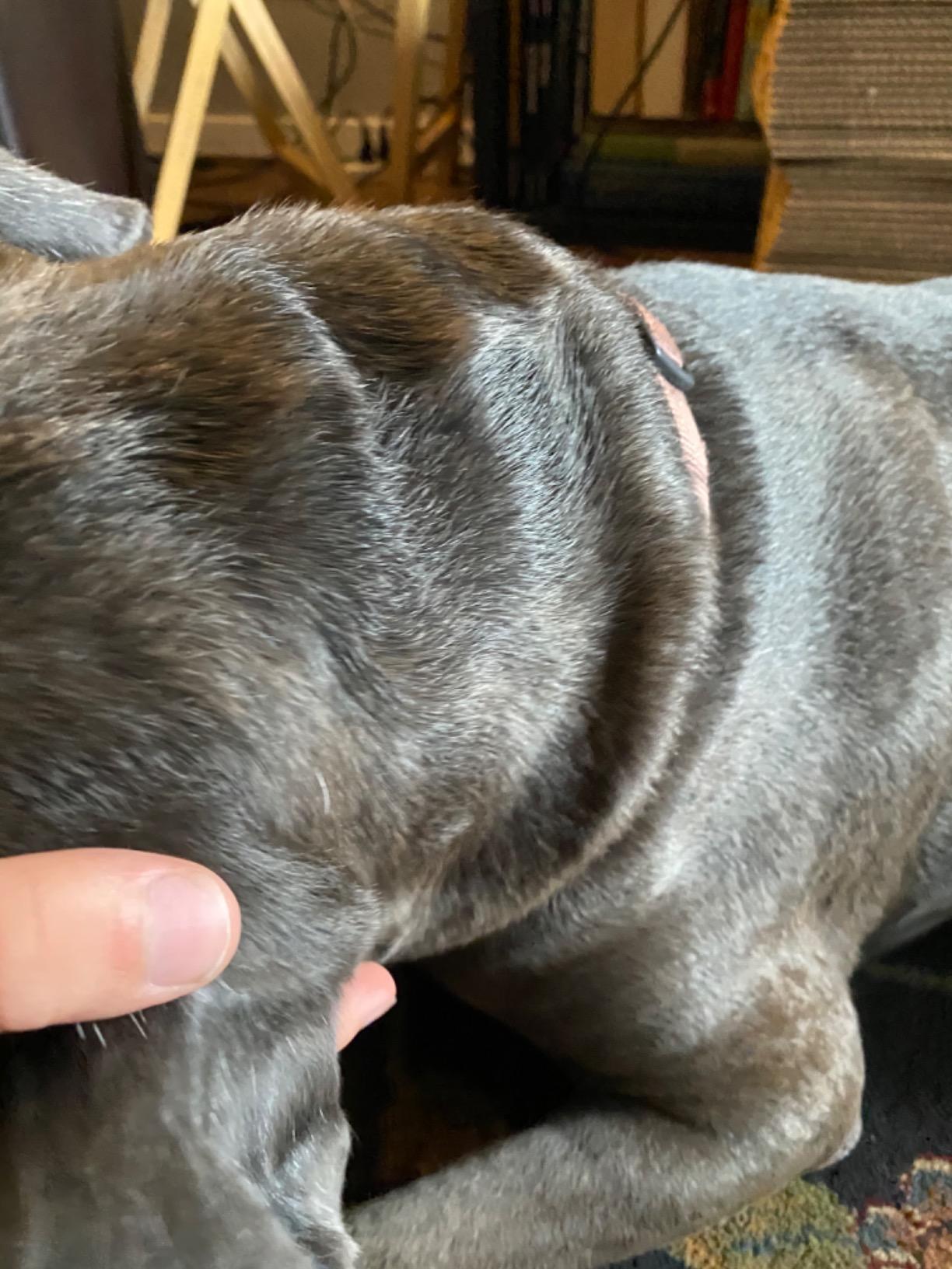 Zesty Paws Omega 3 Alaskan Fish Oil Chew Treats for Dogs - with AlaskOmega for EPA & DHA Fatty Acids - Hip & Joint Support + Skin & Coat Chicken Flavor (90 Soft Chews) customer photo 1