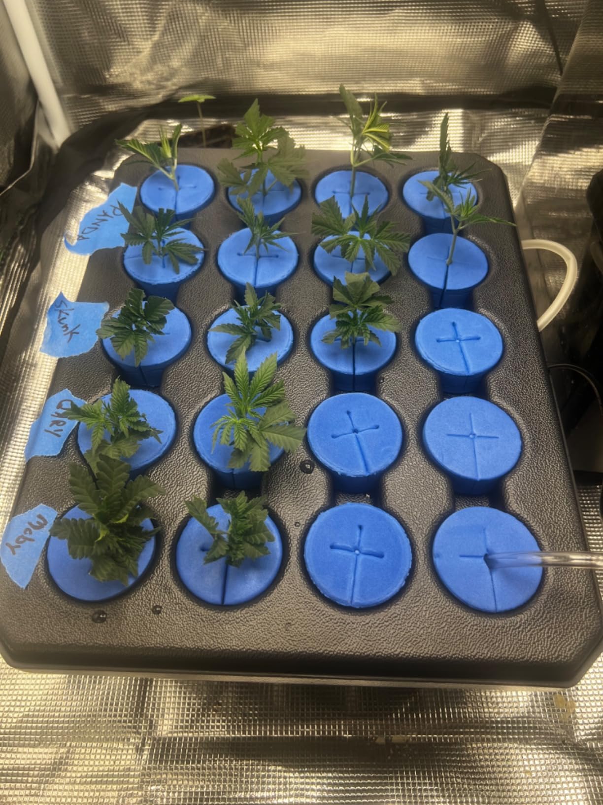 Oxyclone OX20SYS Recirculating Cloning System, 20 Sites, Compact customer photo 2