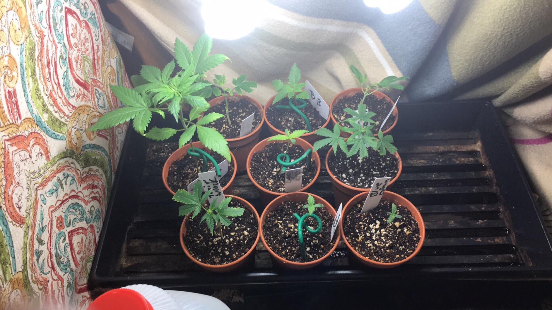 EZ Clone 16 Cutting Cloning System customer photo 1