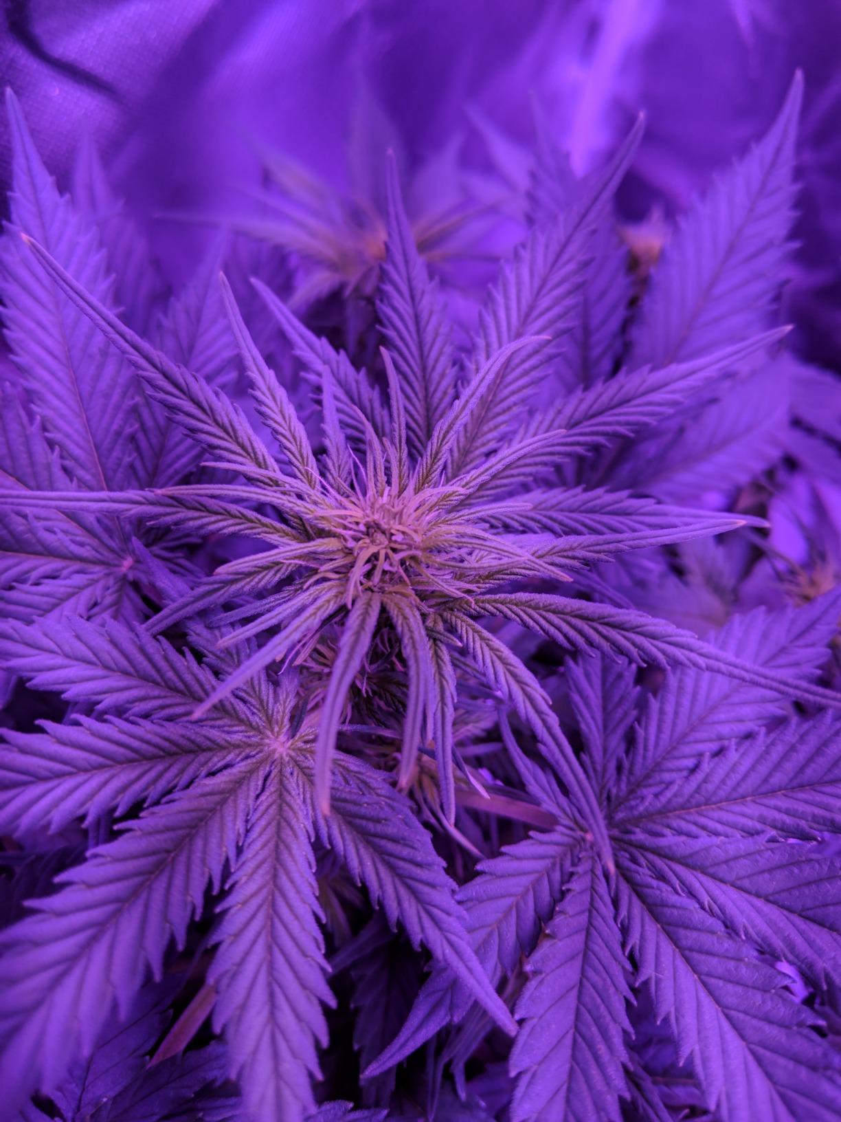 Upgrade Integrated Auto 2'X2' Grow Tent Kit Complete System, S1000 LED Grow Light, Grow Tent with 4“Ventilation Kit, Inline Fan&Carbon Filter, Irrigation Kit, Humidifier and Clip Fan customer photo 2