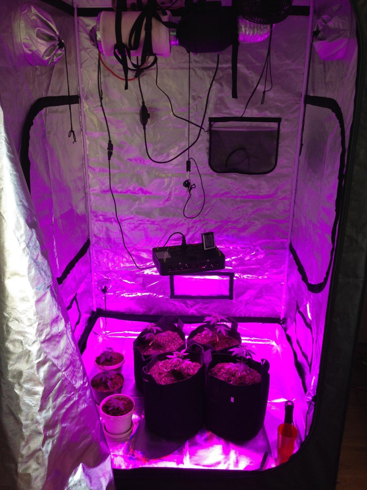 zazzy 4x2 Grow Tent, 48
