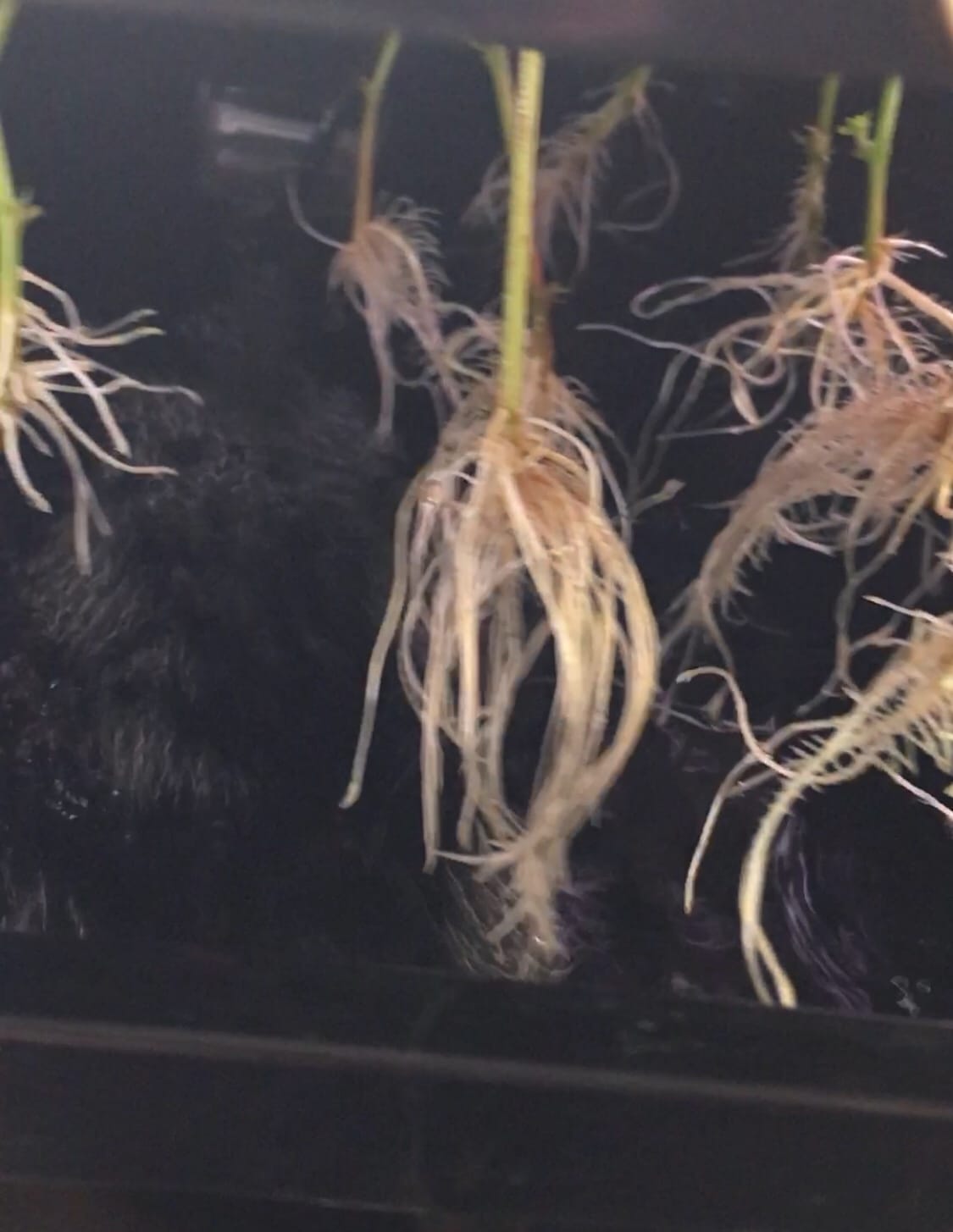 Psycloner Clone Machine, Hydroponics System, Cloner for Plant Cuttings, Propagation, 2 Gallon, Deep Water Culture, DWC (24 Site) customer photo 1