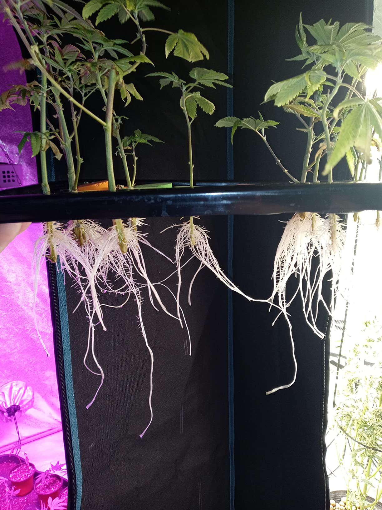 Psycloner Clone Machine, Hydroponics System, Cloner for Plant Cuttings, Propagation, 2 Gallon, Deep Water Culture, DWC (24 Site) customer photo 2