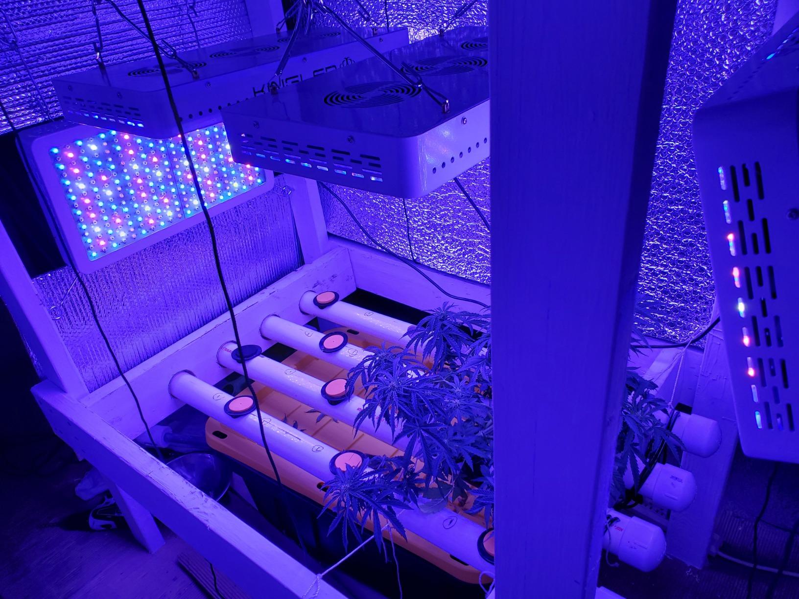 KingLED KP3000 Grow Light for Indoor Plants, Full Spectrum Plant Grow Light customer photo 1