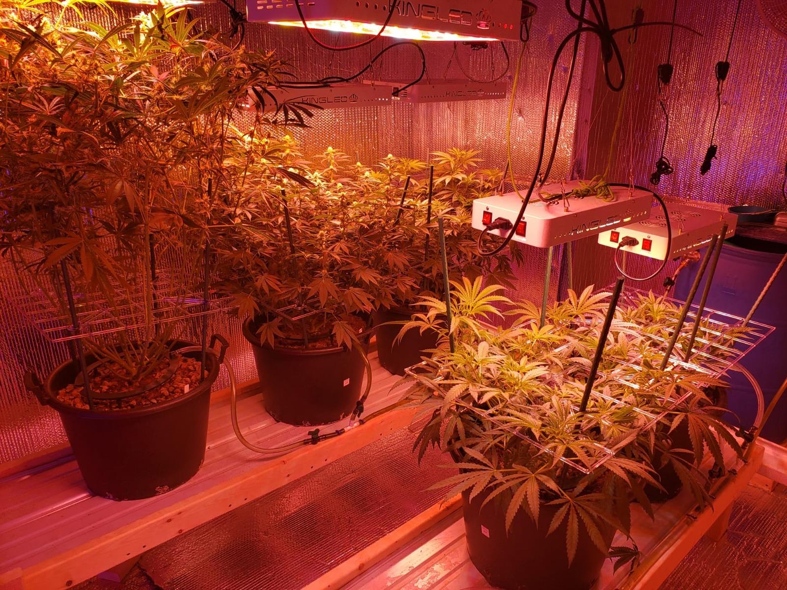 KingLED KP3000 Grow Light for Indoor Plants, Full Spectrum Plant Grow Light customer photo 2