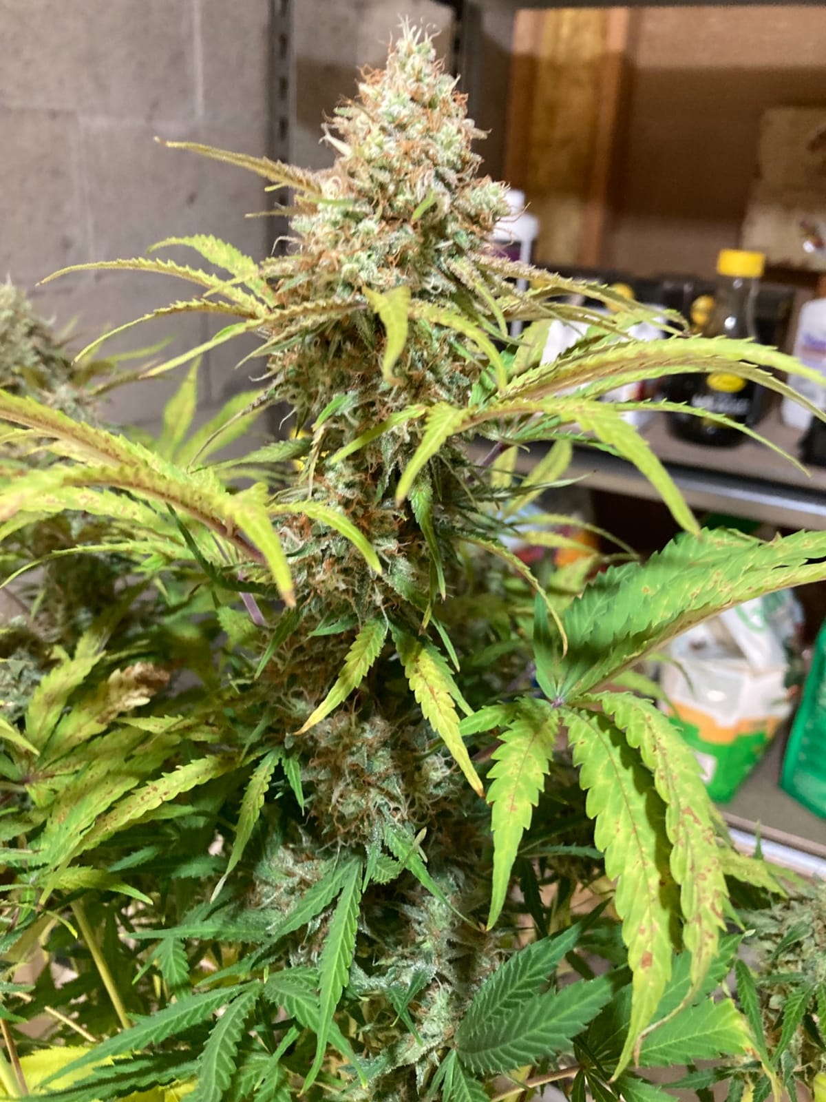 MARS HYDRO 300W TSL2000 Led Grow Lights for Indoor Plants customer photo 1