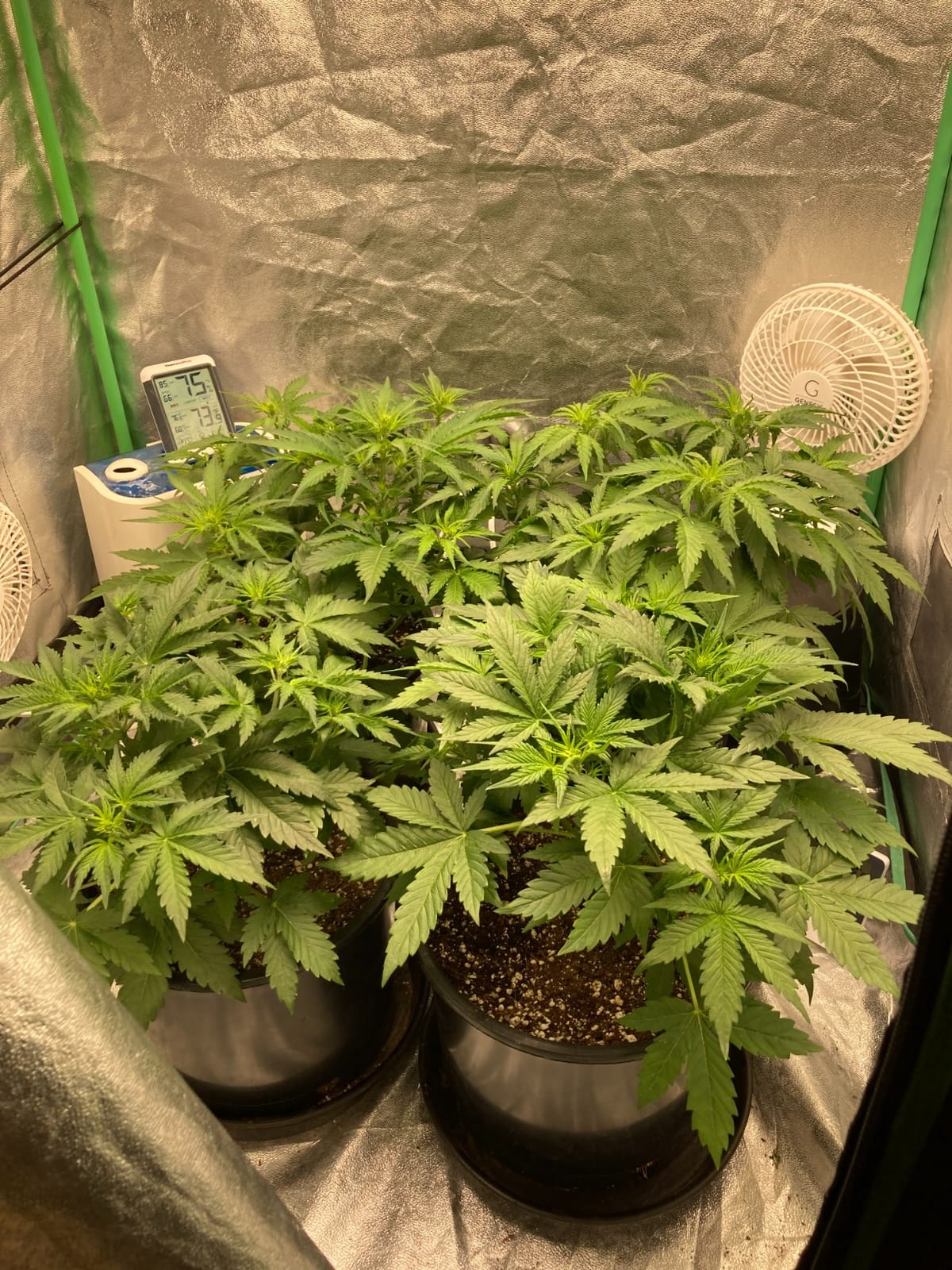 MARS HYDRO 300W TSL2000 Led Grow Lights for Indoor Plants customer photo 2