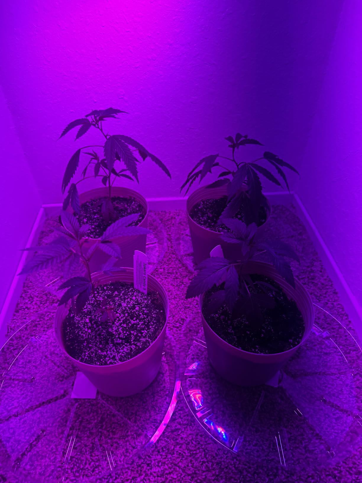 KOSCHEAL KS1200 130W LED Grow Light, 2.8 µmol/J Full Spectrum customer photo 2