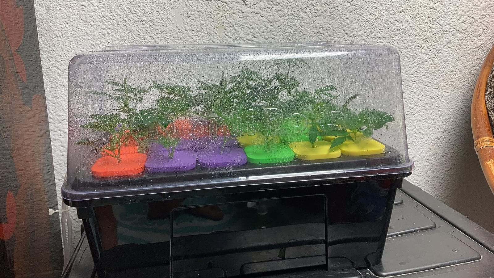DWC Cloner Rooting Recirculating System 24 Site Cutting Clone and Seeding Root 2 in 1 Deep Water Cloner 24 Site with Clear Humidity Propagation Dome (Black) customer photo 1