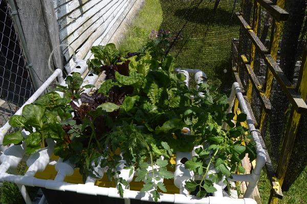 Hydroponic NFT 36 Holes Growing System with Special Fertilizer Timing Cycle, PVC Pipe Garden Plant Kit customer photo 2