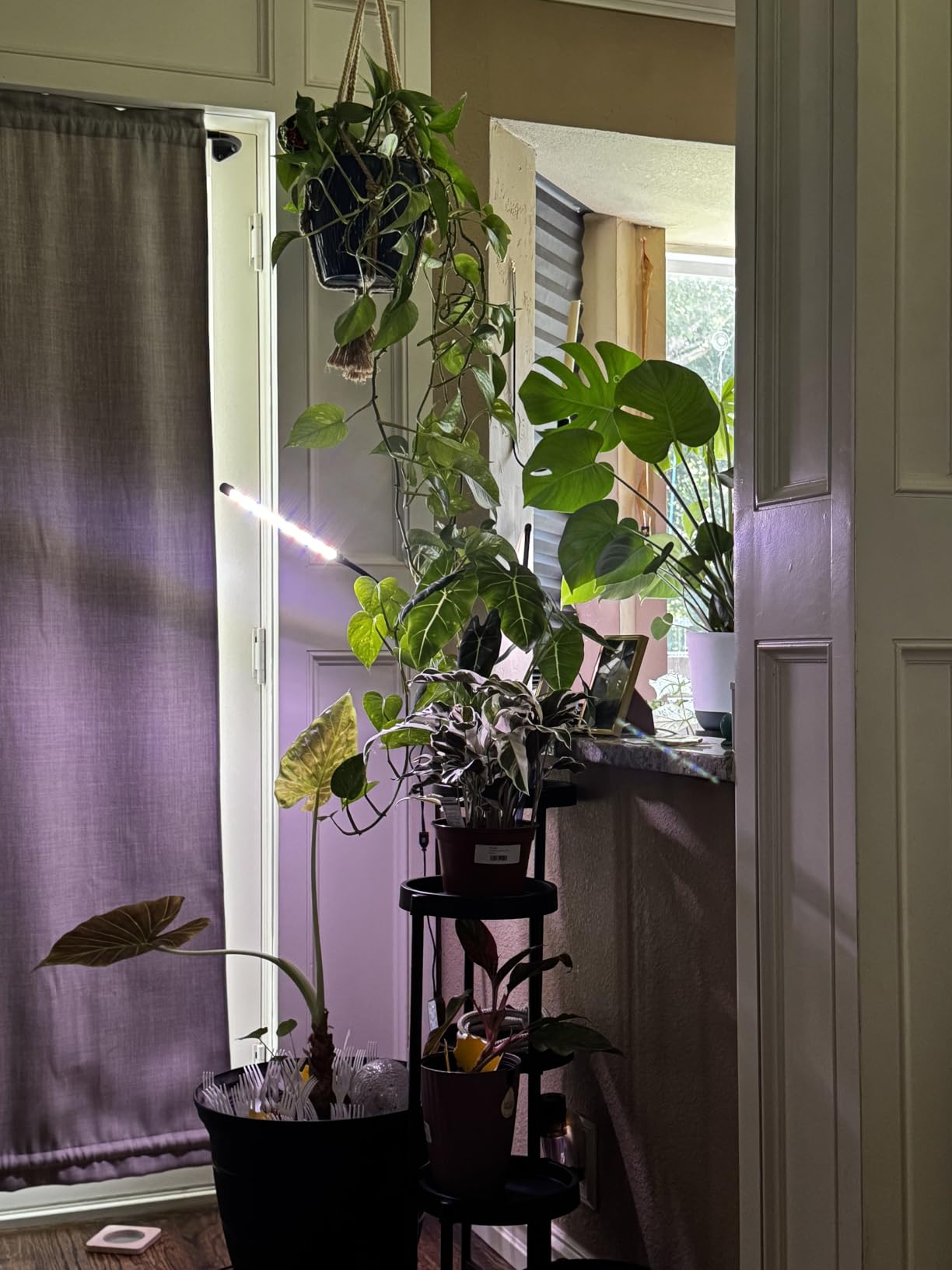 GooingTop Grow Light,6000K Full Spectrum Indoor Plant Growing Lamp customer photo 2